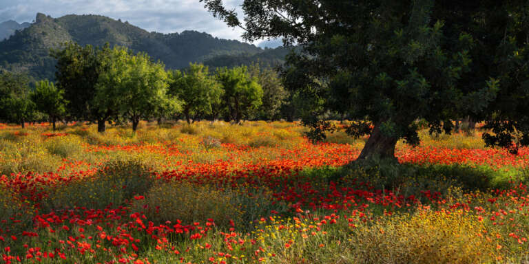 Mohnfeld auf Mallorca