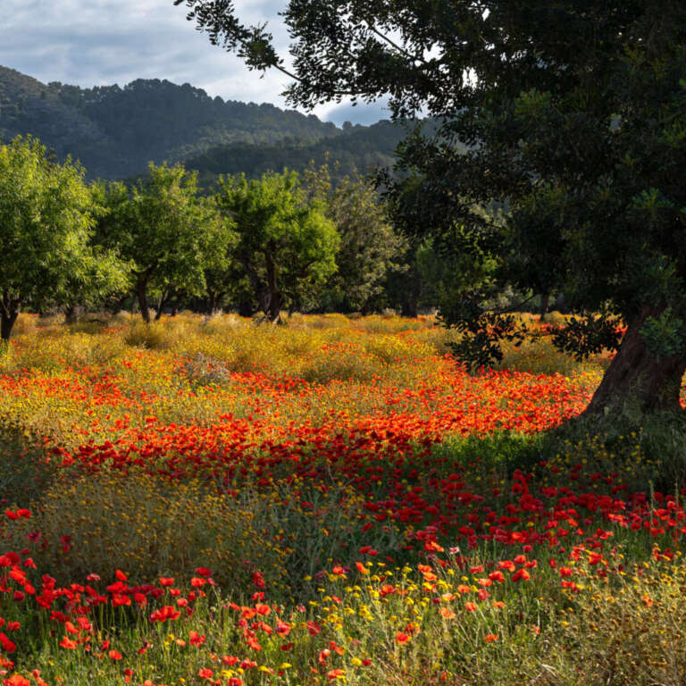 Mohnfeld auf Mallorca