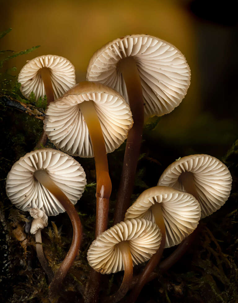 Pilze von unten