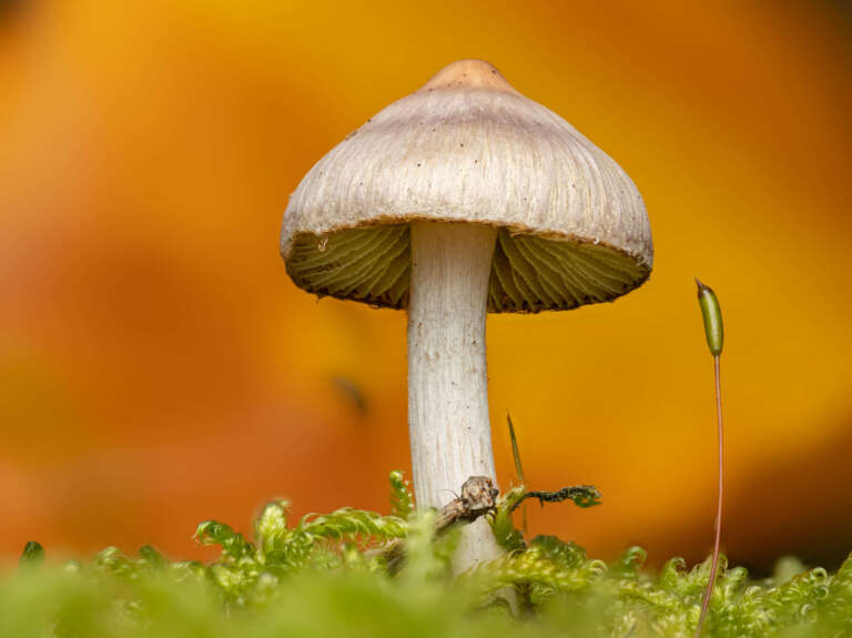 Pilz