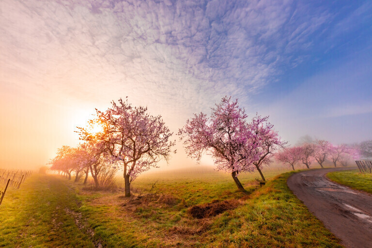 Mandelblüte bei Leinsweiler