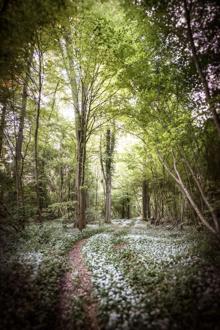 Waldpfad mit Bärlauch