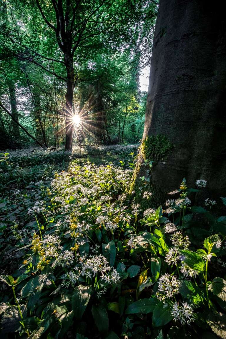 Sonnenaufgang im Bärlauchwald