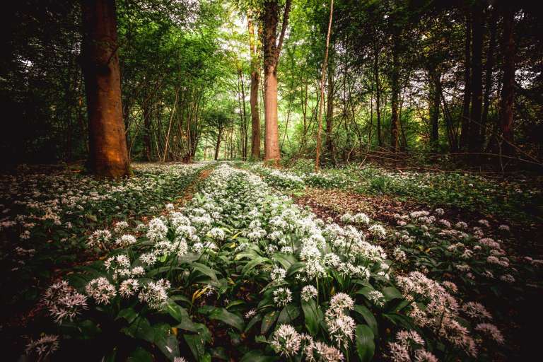 Pfad im Bärlauchwald