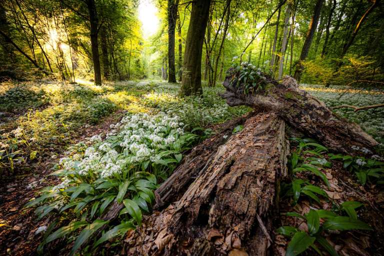 Totholz im Bärlauch