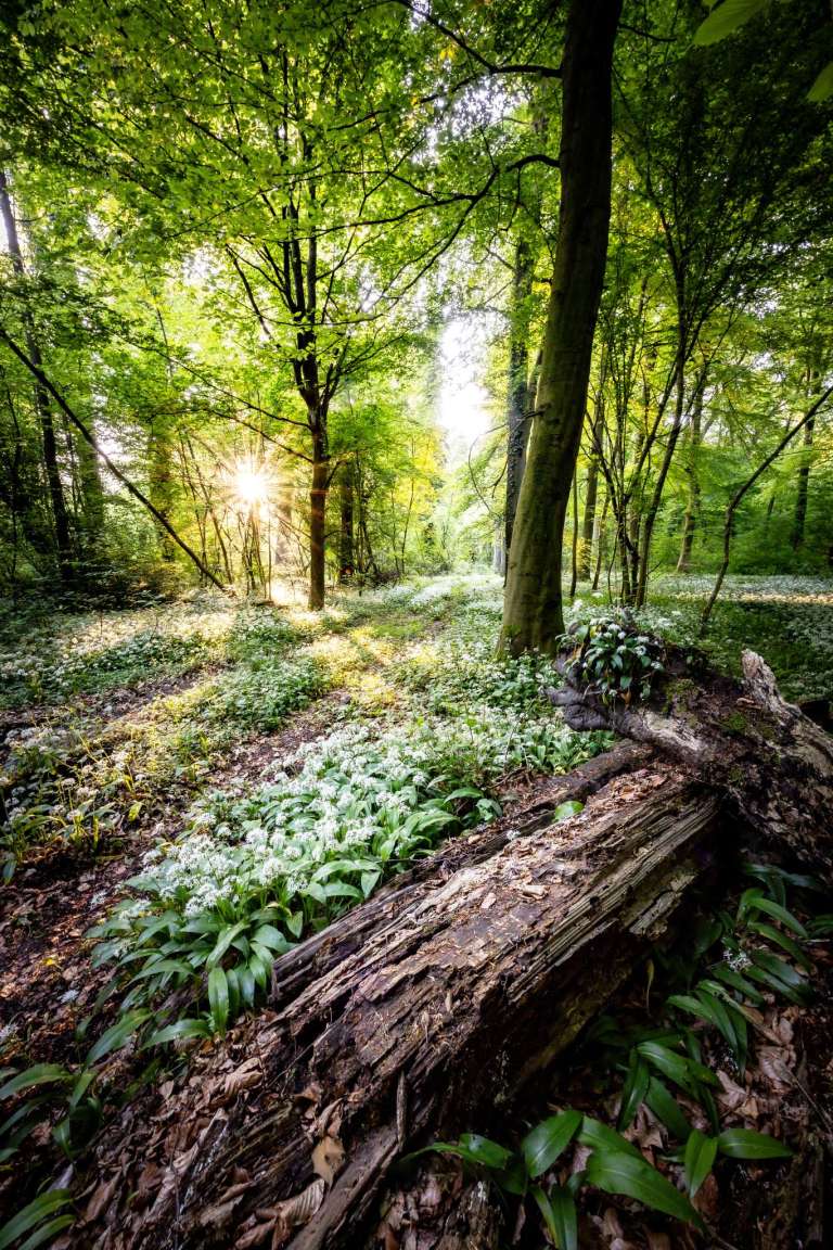 Totholz im Bärlauch