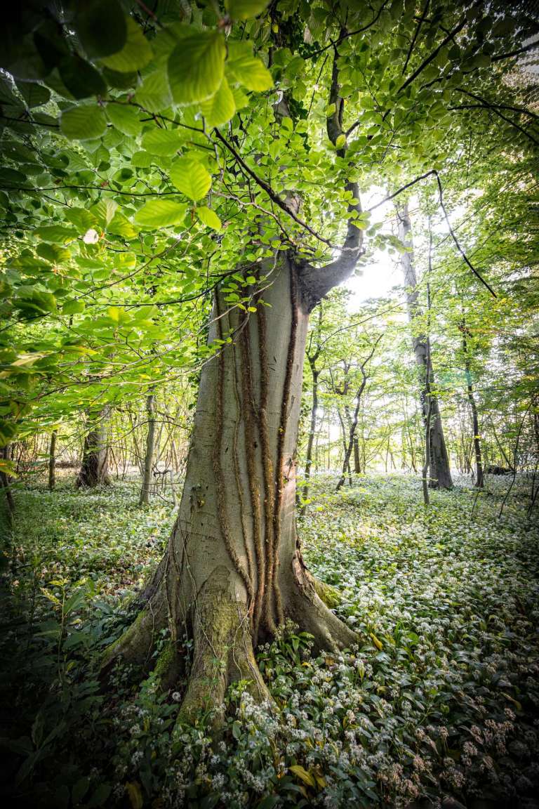Baum mit Bärlauch