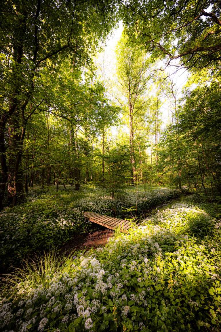 Bachlauf im Bärlauchwald