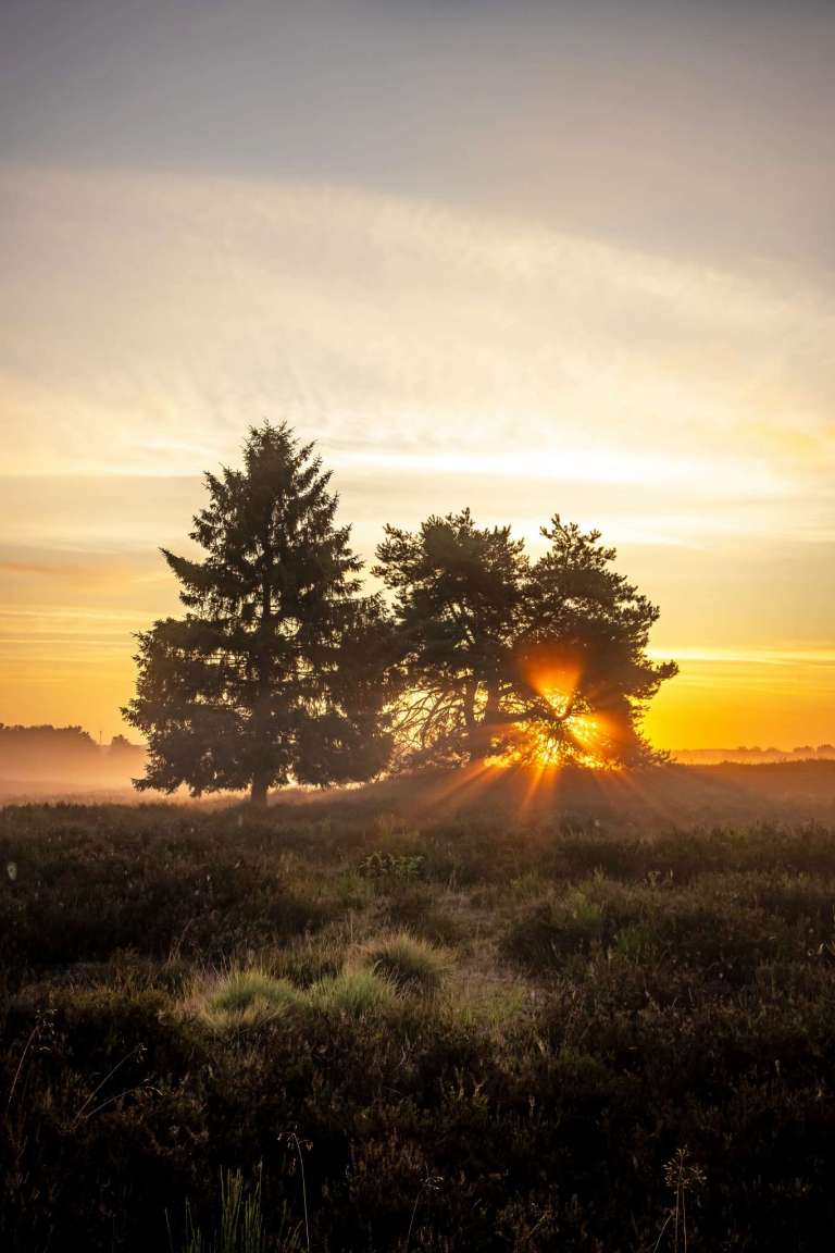Sonnenaufgang in der Heide