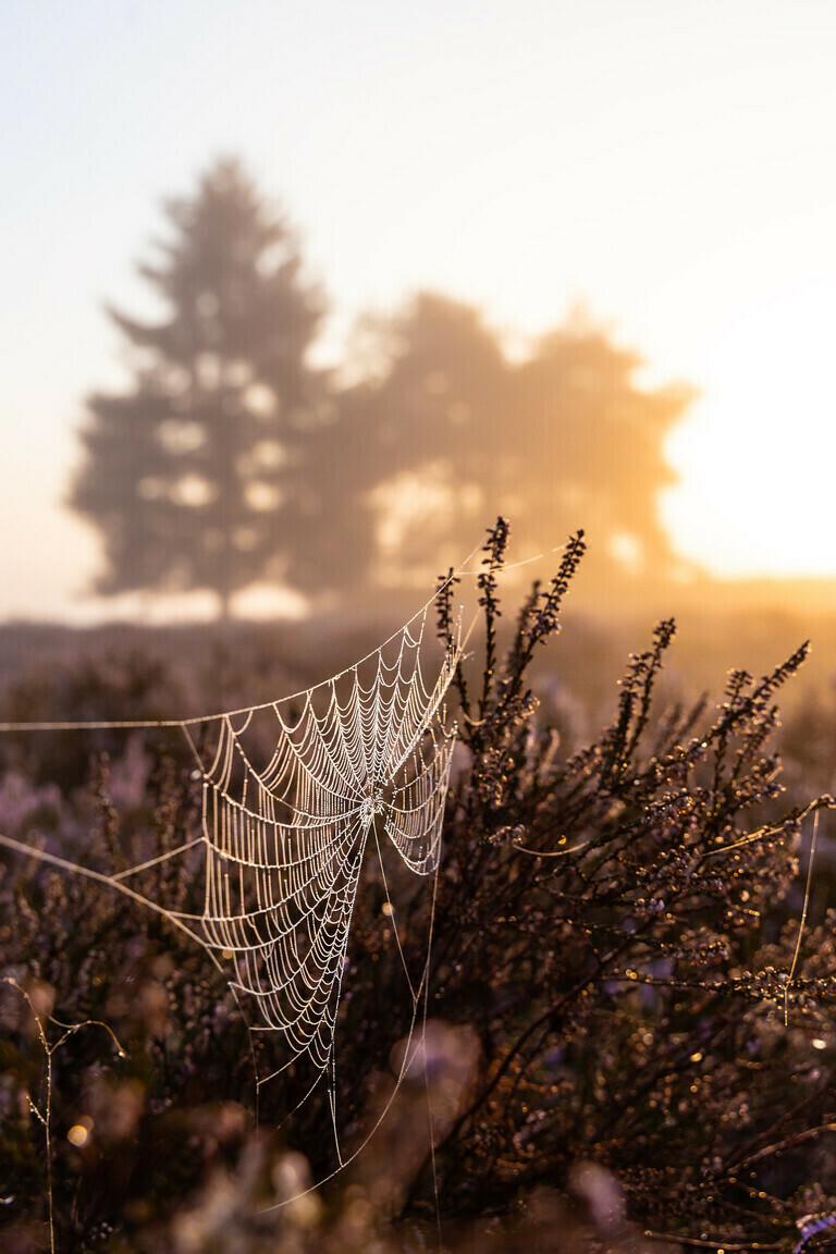 Spinnennetz im Sonnenaufgang