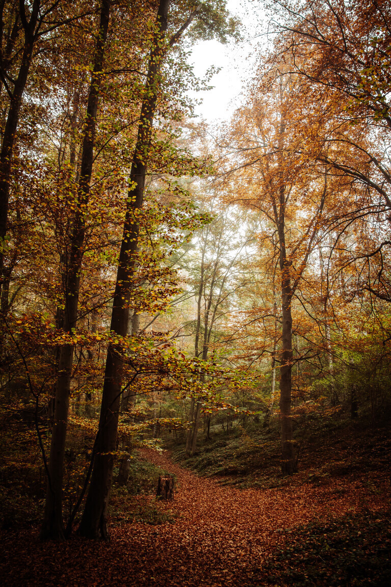 Herbstlicher Wald