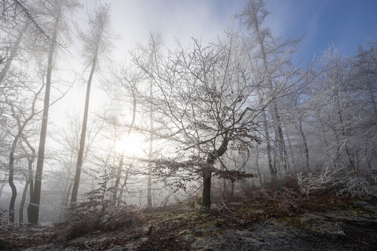 Mystischer Baum