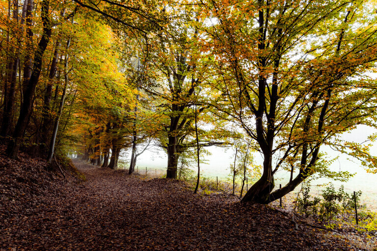 Herbstlicher Weg