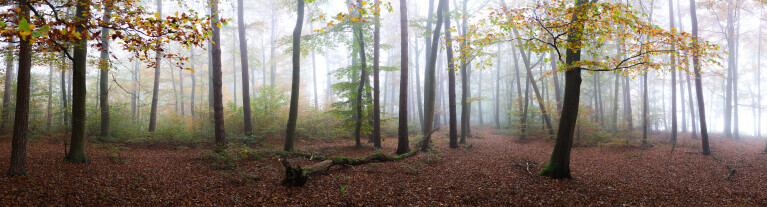 Waldpanorama