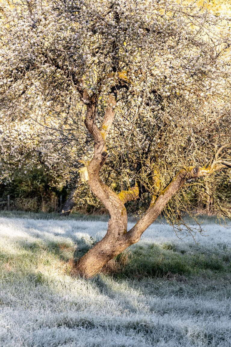 Obstbaum im Frostmantel