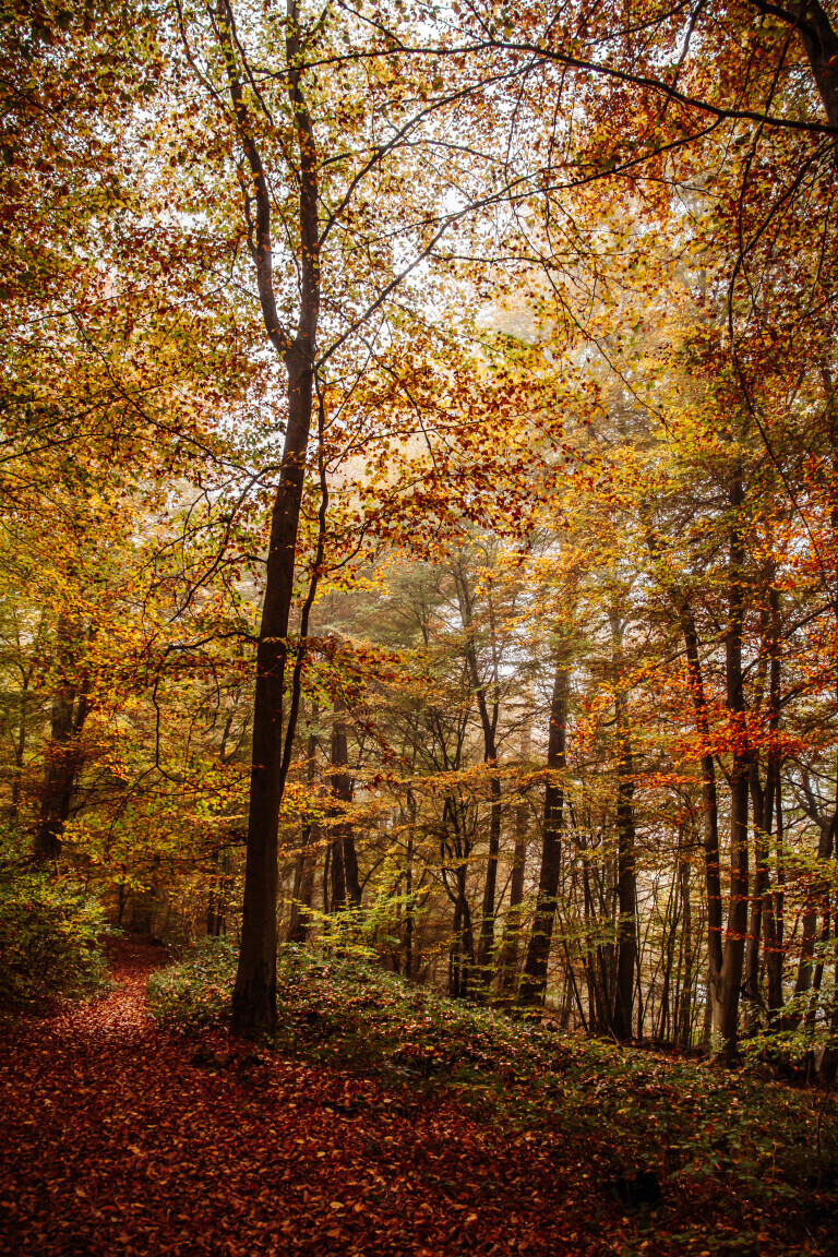 Herbstwald