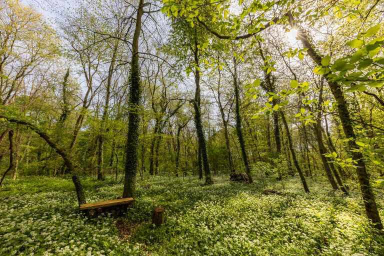 Bärlauchwald