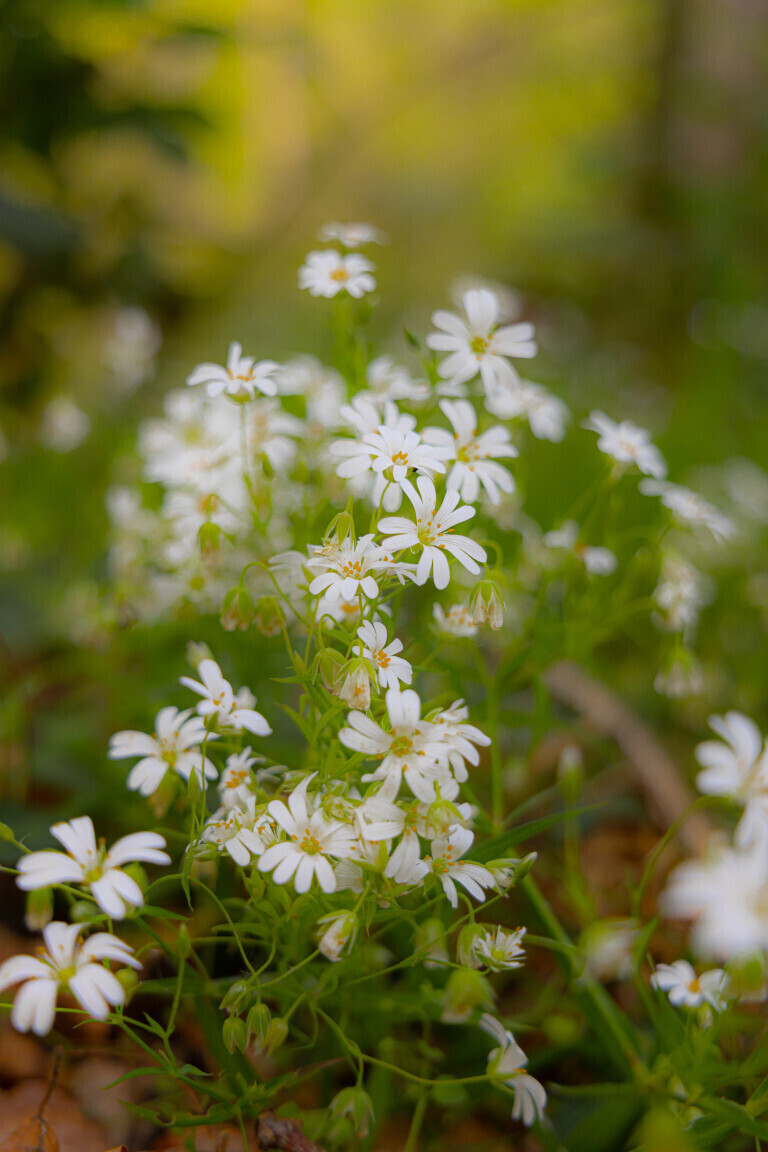 Waldblümchen