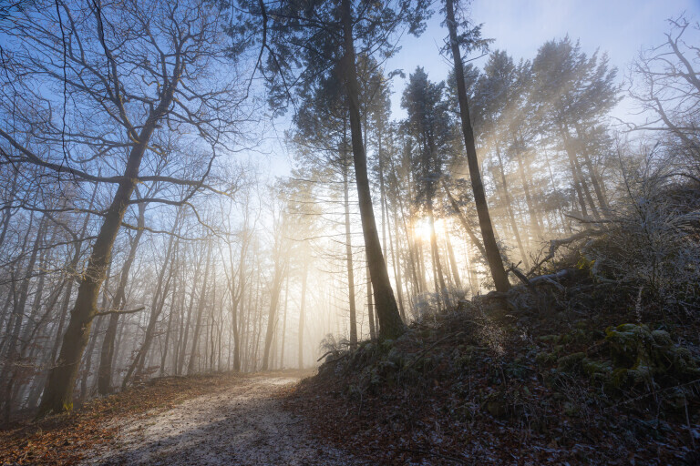 Waldweg