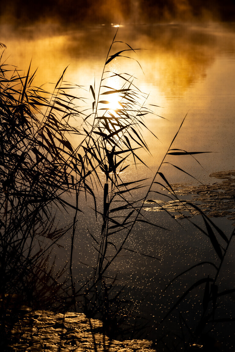 Schilf im Sonnenaufgang