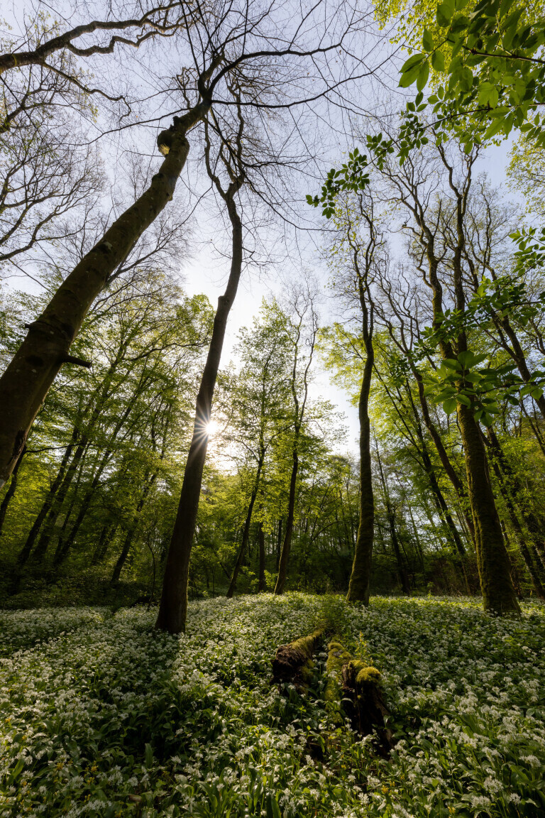 Wald mit Bärlauch