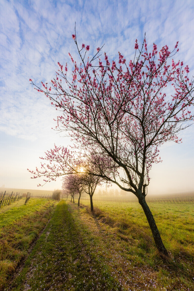 Mandelblüte in der Pfalz