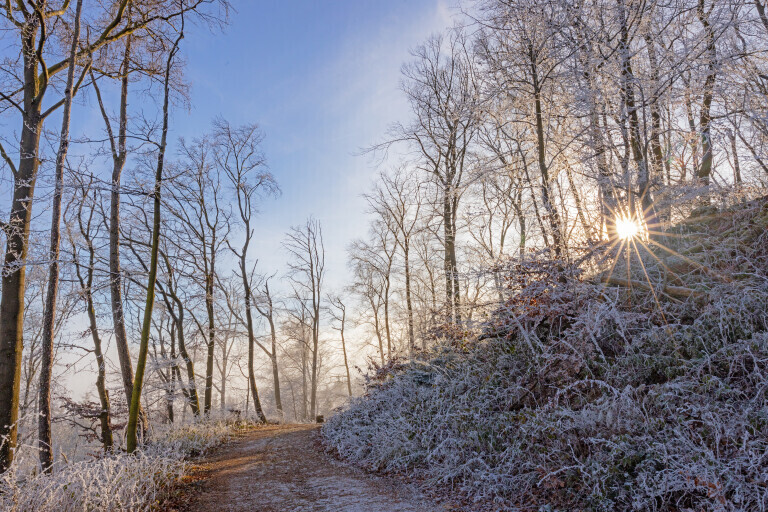 Sonniger Winter-Wald