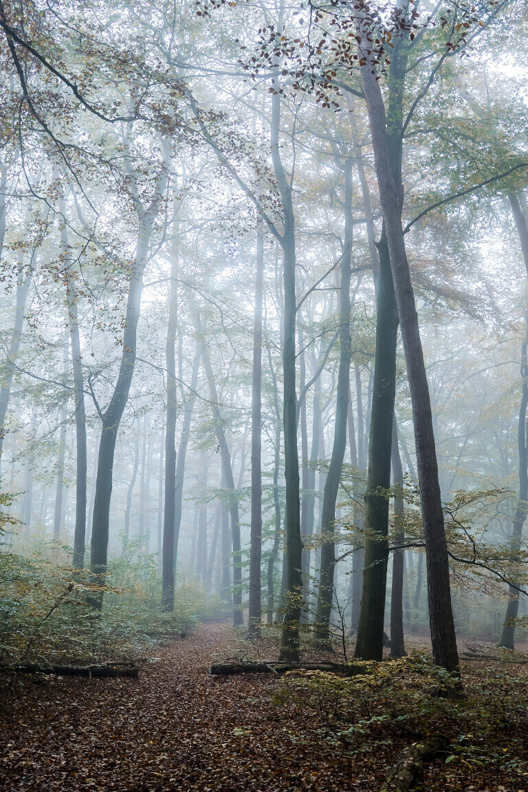 Mystischer Wald