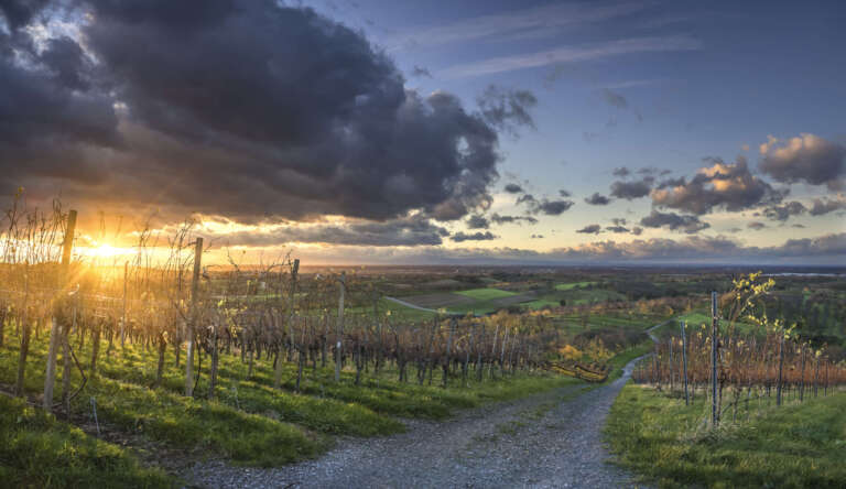 Weinreben in der Ortenau