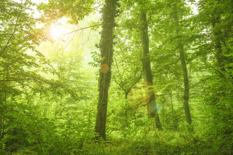 Laubwald in der Ortenau