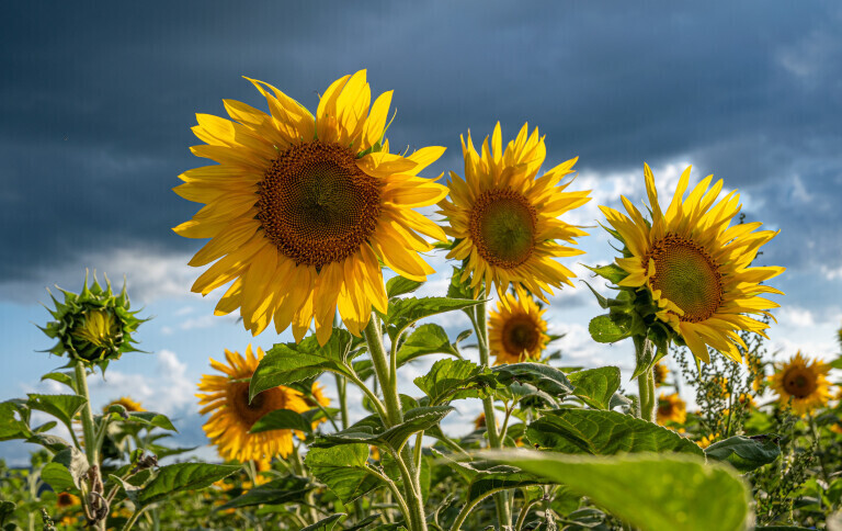 Sonnenblumen