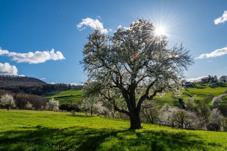 Blühender Obstbaum auf einer Wiese bei Göppingen