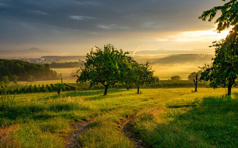 Streuobstwiese am Morgen bei Schlat