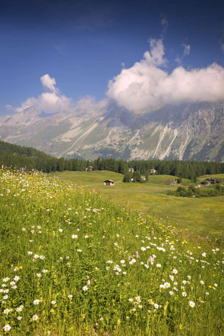 Sommerwiese im Engadin