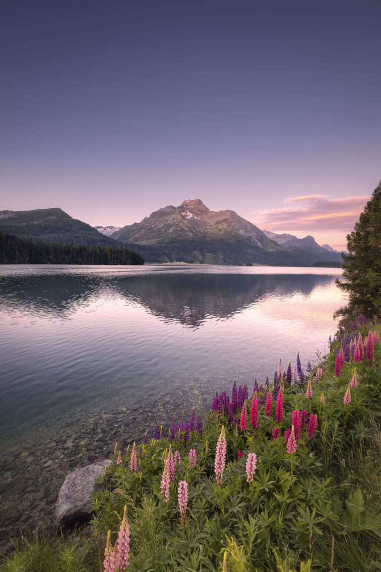 Lupinen am Silser See