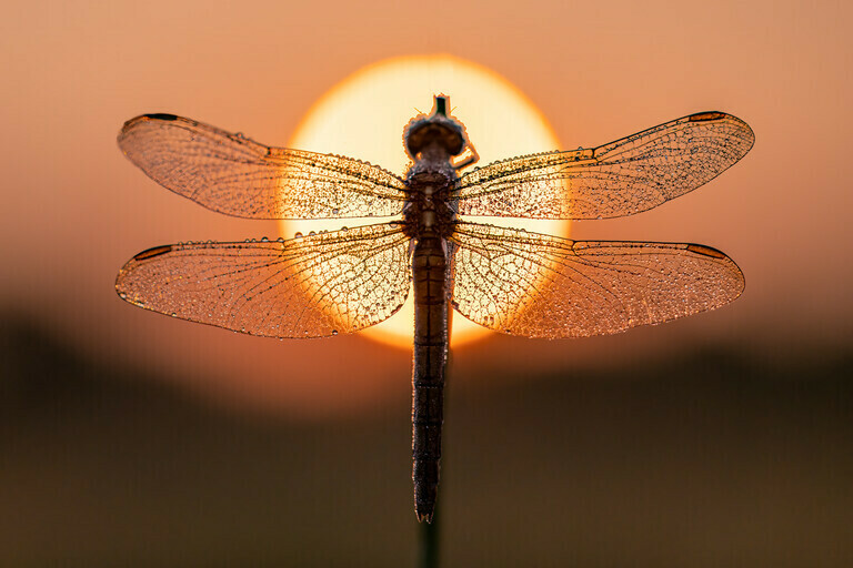 Libelle im Licht der aufgehenden Sonne