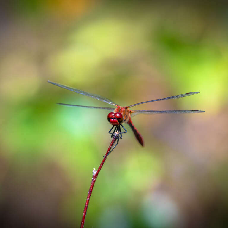 Heidelibelle