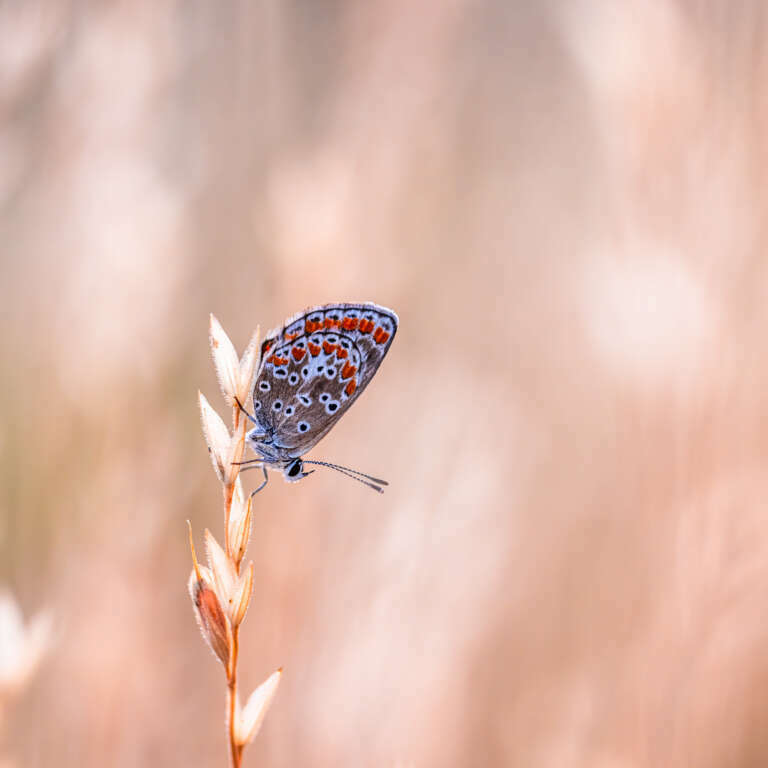 Bläuling im Gras