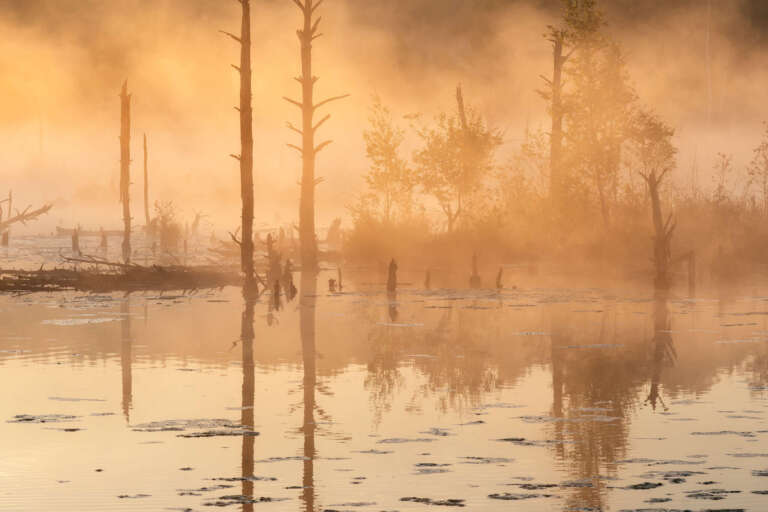 Wandbild Leinwand Schwarzwald