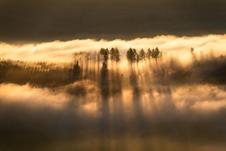 Nebelmorgen im Schwarzwald