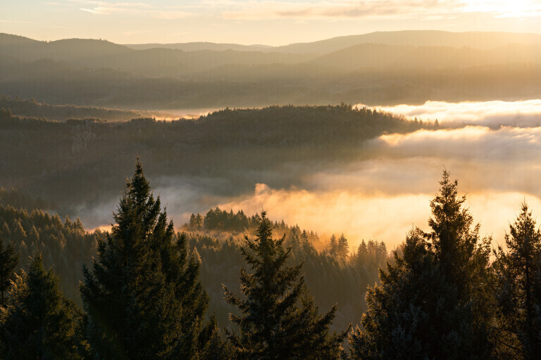 Nebelmorgen im Schwarzwald