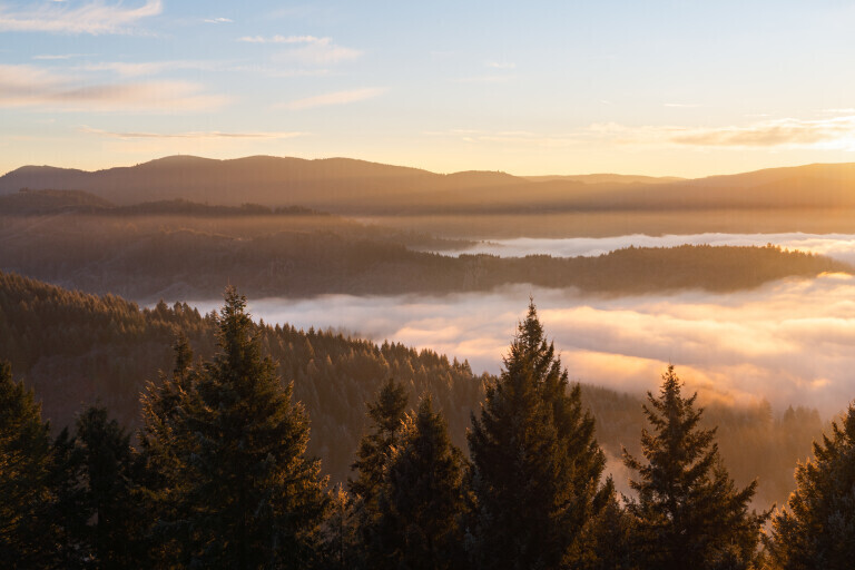 Nebelmorgen im Schwarzwald