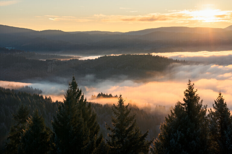 Nebelmorgen im Schwarzwald