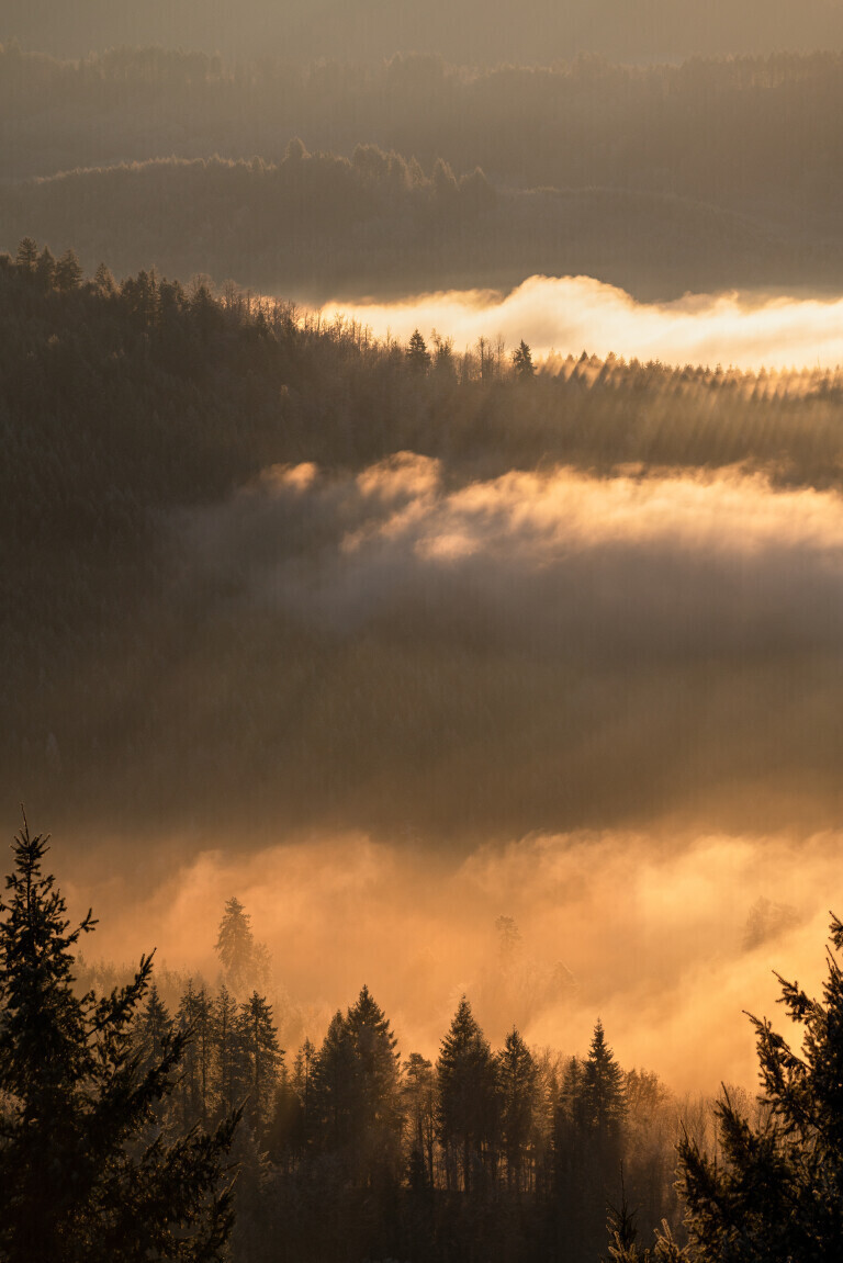 Nebelmorgen im Schwarzwald