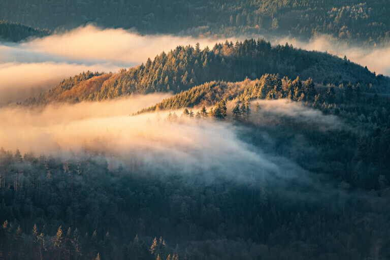 Nebelmorgen im Schwarzwald