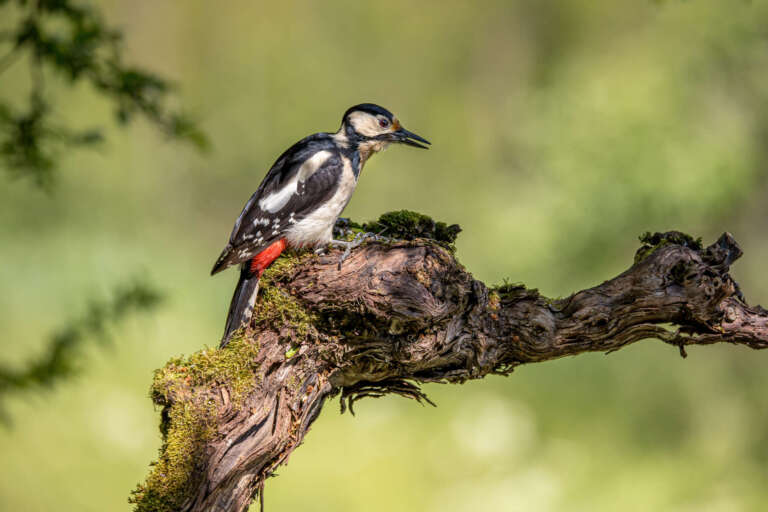 Frau Bundspecht auf Rebholz