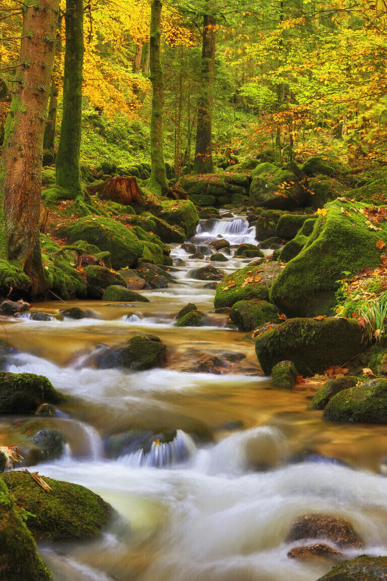 Herbstlicher Gertelbach im Schwarzwald