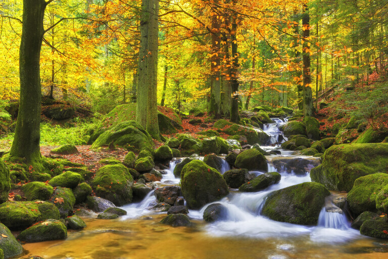 Herbstlicher Gertelbach im Schwarzwald