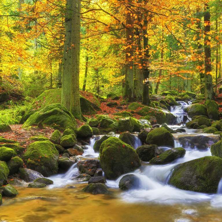 Herbstlicher Gertelbach im Schwarzwald