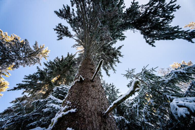 Gefrorener Baum